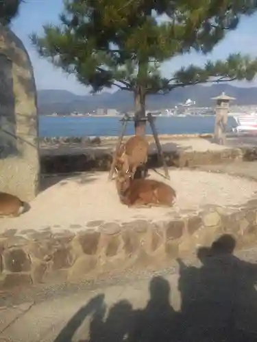 厳島神社の動物