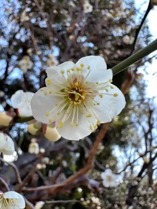 布多天神社の自然