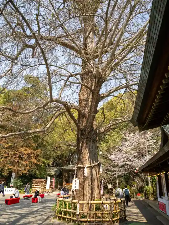 大宮八幡宮の{uncategorized: "未分類", other: "その他", undefined: "問題あり", building: "その他建物", grave: "お墓", sacred_gate: "鳥居", guardian: "狛犬", statue: "像", buddha: "仏像", history: "歴史", nature: "自然", garden: "庭園", animal: "動物", pagoda: "塔", temizu: "手水舎", mountain_gate: "山門・神門", sanctuary: "本殿・本堂", subordinate: "末社・摂社", art: "芸術", scenery: "景色", jizo: "地蔵", ema: "絵馬", goshuin: "御朱印", omikuji: "おみくじ", items: "授与品その他", amulet: "お守り", goshuincho: "御朱印帳", eats: "食事", festival: "お祭り", votive_dance: "神楽", shichigosan: "七五三参", wedding: "結婚式", experience: "体験その他", initially: "初詣", around: "周辺", anti_infection: "感染症対策"}