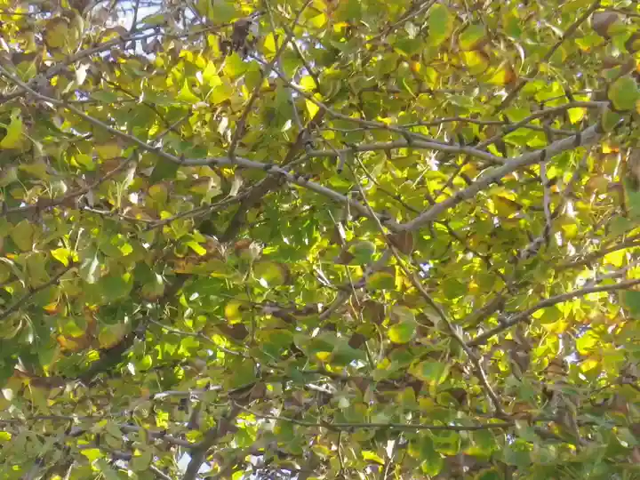 荏柄天神社の自然