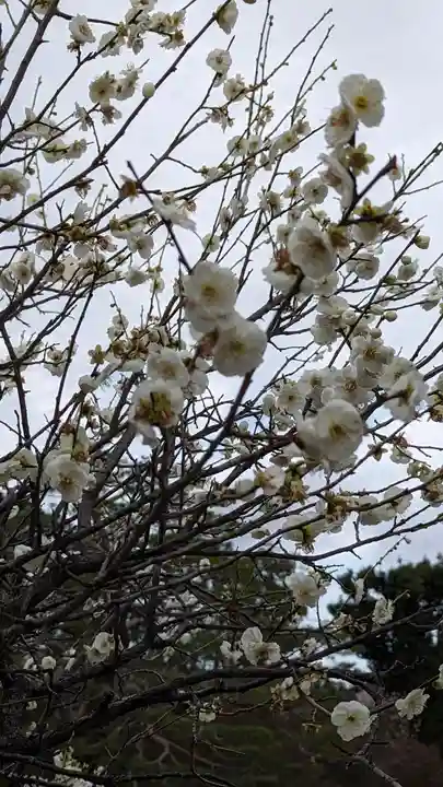 梅宮大社(京都府)