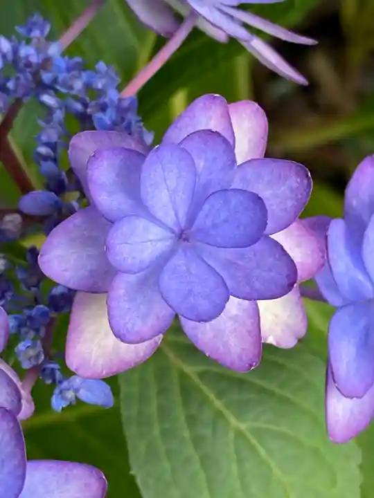 妙蓮寺(神奈川県)