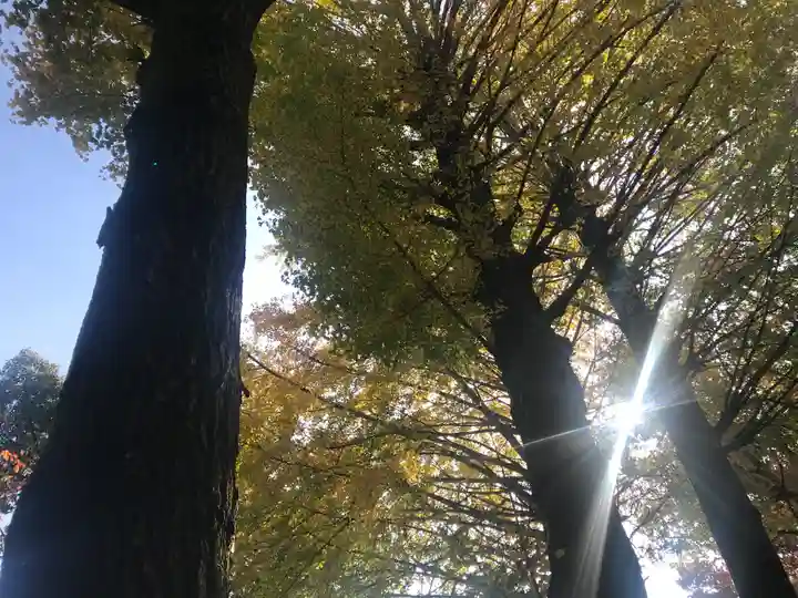 田無神社の自然