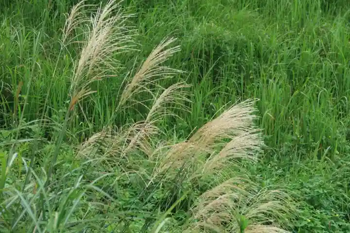 大六天麻王神社の自然