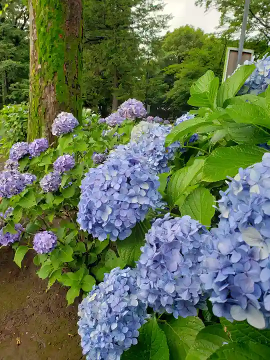 妙法寺(東京都)
