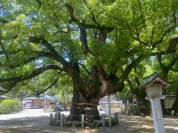 大麻比古神社(徳島県)
