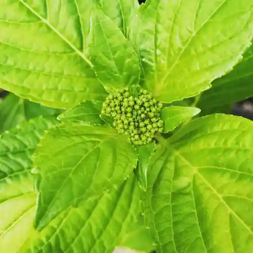 豊景神社の自然
