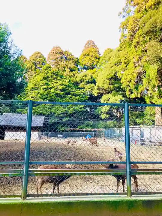 鹿島神宮の{uncategorized: "未分類", other: "その他", undefined: "問題あり", building: "その他建物", grave: "お墓", sacred_gate: "鳥居", guardian: "狛犬", statue: "像", buddha: "仏像", history: "歴史", nature: "自然", garden: "庭園", animal: "動物", pagoda: "塔", temizu: "手水舎", mountain_gate: "山門・神門", sanctuary: "本殿・本堂", subordinate: "末社・摂社", art: "芸術", scenery: "景色", jizo: "地蔵", ema: "絵馬", goshuin: "御朱印", omikuji: "おみくじ", items: "授与品その他", amulet: "お守り", goshuincho: "御朱印帳", eats: "食事", festival: "お祭り", votive_dance: "神楽", shichigosan: "七五三参", wedding: "結婚式", experience: "体験その他", initially: "初詣", around: "周辺", anti_infection: "感染症対策"}