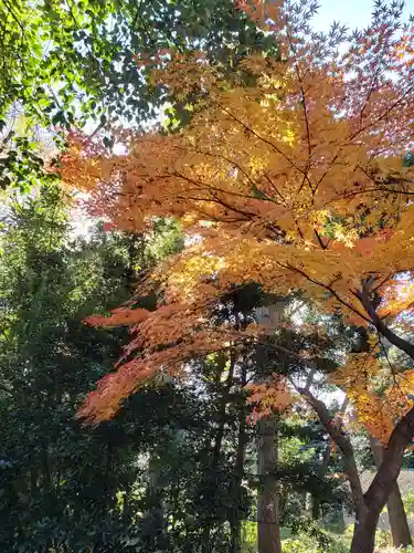 代々木八幡宮の自然