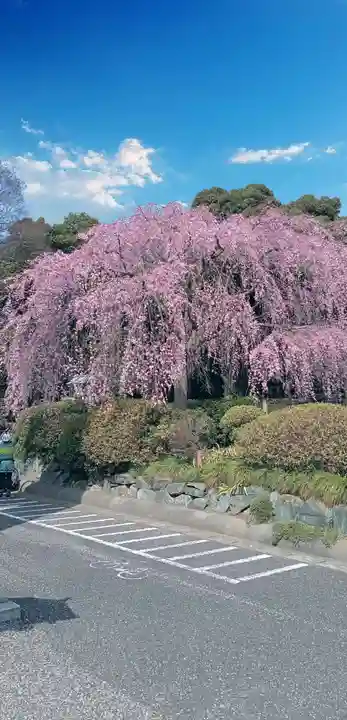 櫻木神社の自然