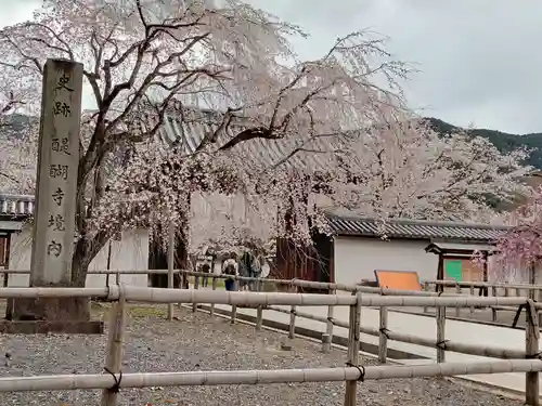 醍醐寺(京都府)