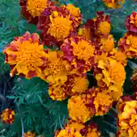 豊景神社の自然