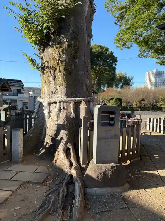 守谷総鎮守 八坂神社(茨城県)