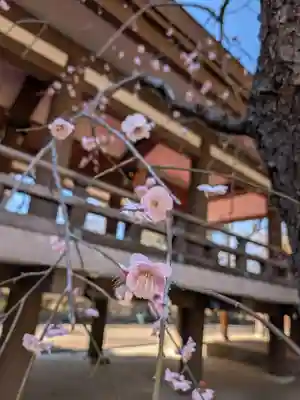 妙法寺(東京都)