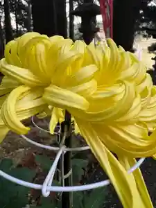 大宮温泉神社(栃木県)(2023年11月23日(木) 16時18分55秒投稿)