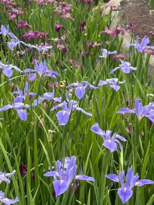 賀茂神社の{uncategorized: "未分類", other: "その他", undefined: "問題あり", building: "その他建物", grave: "お墓", sacred_gate: "鳥居", guardian: "狛犬", statue: "像", buddha: "仏像", history: "歴史", nature: "自然", garden: "庭園", animal: "動物", pagoda: "塔", temizu: "手水舎", mountain_gate: "山門・神門", sanctuary: "本殿・本堂", subordinate: "末社・摂社", art: "芸術", scenery: "景色", jizo: "地蔵", ema: "絵馬", goshuin: "御朱印", omikuji: "おみくじ", items: "授与品その他", amulet: "お守り", goshuincho: "御朱印帳", eats: "食事", festival: "お祭り", votive_dance: "神楽", shichigosan: "七五三参", wedding: "結婚式", experience: "体験その他", initially: "初詣", around: "周辺", anti_infection: "感染症対策"}