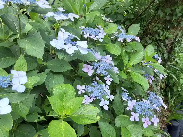 長谷寺(神奈川県)