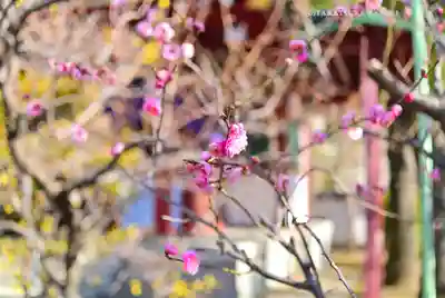 亀戸天神社(東京都)