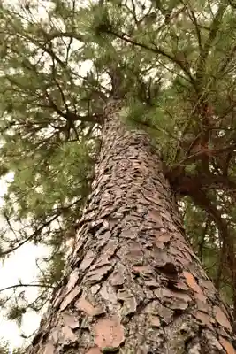 忌部神社の自然