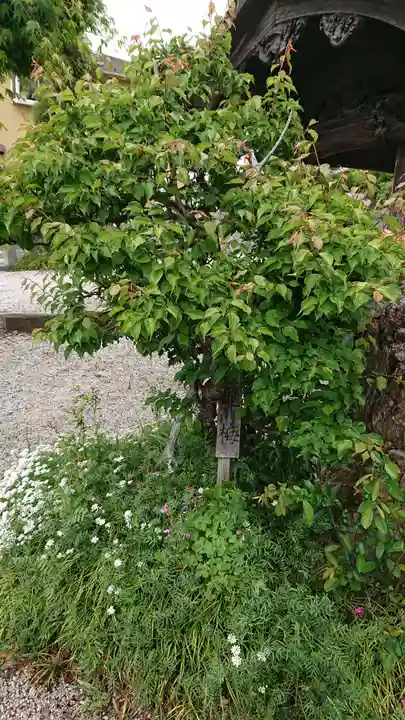 諏訪神社の自然