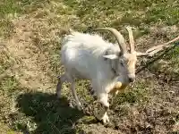 心鏡寺の{uncategorized: "未分類", other: "その他", undefined: "問題あり", building: "その他建物", grave: "お墓", sacred_gate: "鳥居", guardian: "狛犬", statue: "像", buddha: "仏像", history: "歴史", nature: "自然", garden: "庭園", animal: "動物", pagoda: "塔", temizu: "手水舎", mountain_gate: "山門・神門", sanctuary: "本殿・本堂", subordinate: "末社・摂社", art: "芸術", scenery: "景色", jizo: "地蔵", ema: "絵馬", goshuin: "御朱印", omikuji: "おみくじ", items: "授与品その他", amulet: "お守り", goshuincho: "御朱印帳", eats: "食事", festival: "お祭り", votive_dance: "神楽", shichigosan: "七五三参", wedding: "結婚式", experience: "体験その他", initially: "初詣", around: "周辺", anti_infection: "感染症対策"}