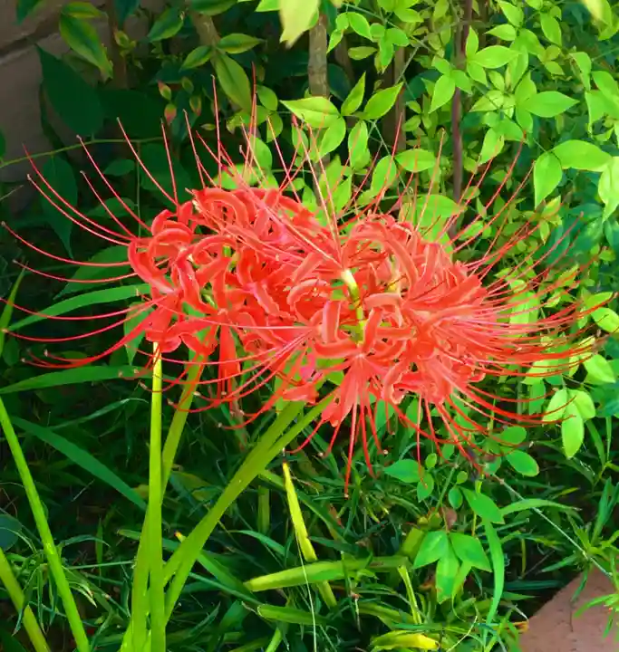 瀧谷不動尊 明王寺の自然