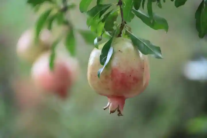 開成山大神宮の庭園