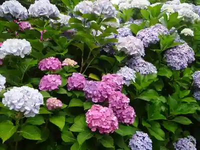 立志神社の自然