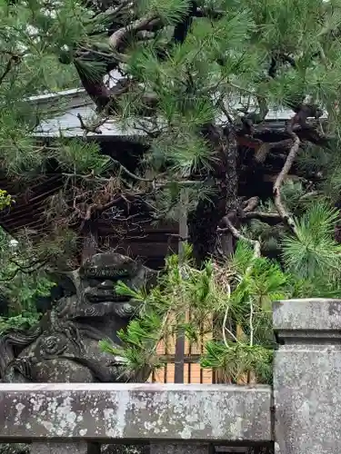 大宮神社の狛犬