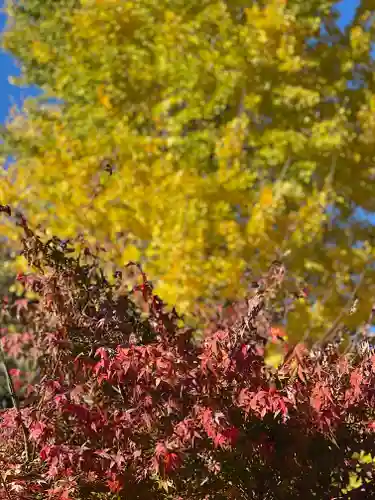 富知六所浅間神社の自然
