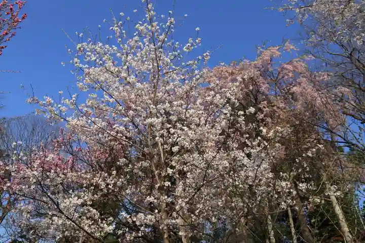 阿久津「田村神社」(郡山市阿久津町)旧社名:伊豆箱根三嶋三社の庭園