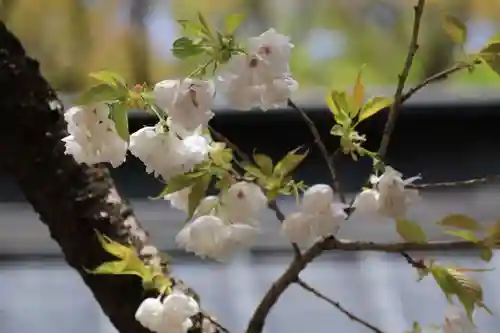 磐椅神社の自然
