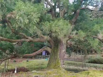 一本杉神社(島根県)
