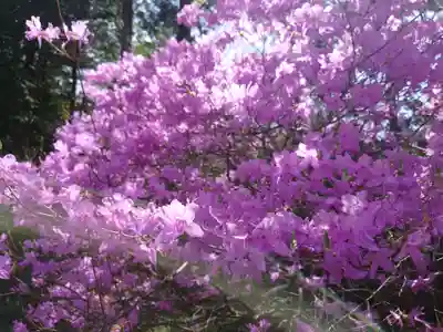 萩日吉神社の自然