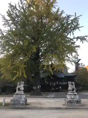 賀羅加波神社の狛犬