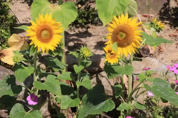 大鏑神社の自然