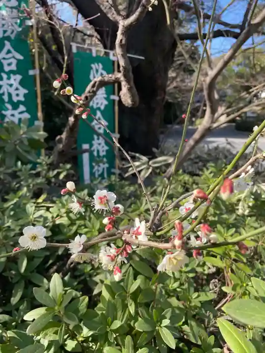 阿佐ヶ谷神明宮(東京都)