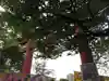 亀戸天神社(東京都)
