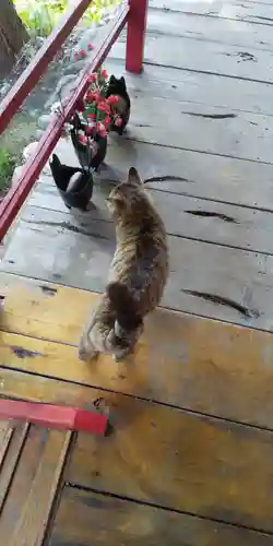 鹿角八坂神社の動物