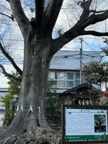 龍ケ崎八坂神社の{uncategorized: "未分類", other: "その他", undefined: "問題あり", building: "その他建物", grave: "お墓", sacred_gate: "鳥居", guardian: "狛犬", statue: "像", buddha: "仏像", history: "歴史", nature: "自然", garden: "庭園", animal: "動物", pagoda: "塔", temizu: "手水舎", mountain_gate: "山門・神門", sanctuary: "本殿・本堂", subordinate: "末社・摂社", art: "芸術", scenery: "景色", jizo: "地蔵", ema: "絵馬", goshuin: "御朱印", omikuji: "おみくじ", items: "授与品その他", amulet: "お守り", goshuincho: "御朱印帳", eats: "食事", festival: "お祭り", votive_dance: "神楽", shichigosan: "七五三参", wedding: "結婚式", experience: "体験その他", initially: "初詣", around: "周辺", anti_infection: "感染症対策"}