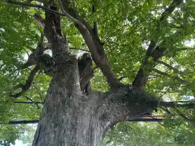 楠木神社(大阪府)