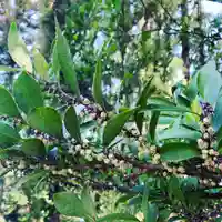 豊景神社の自然
