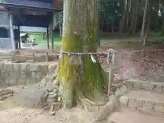 石座神社の自然