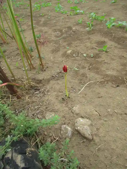 真光寺(千葉県)