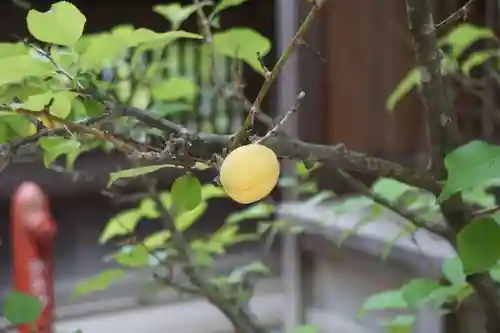 櫻山八幡宮の自然