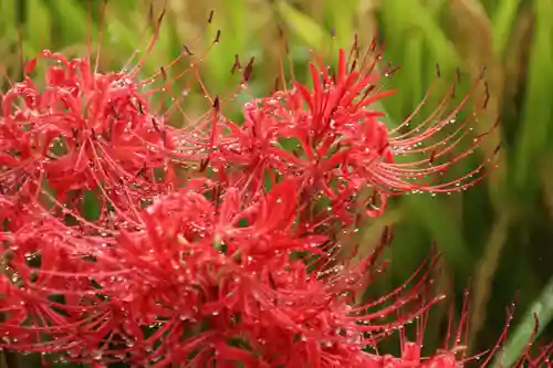 鹿島大神宮の自然