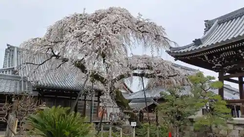 円明寺の{uncategorized: "未分類", other: "その他", undefined: "問題あり", building: "その他建物", grave: "お墓", sacred_gate: "鳥居", guardian: "狛犬", statue: "像", buddha: "仏像", history: "歴史", nature: "自然", garden: "庭園", animal: "動物", pagoda: "塔", temizu: "手水舎", mountain_gate: "山門・神門", sanctuary: "本殿・本堂", subordinate: "末社・摂社", art: "芸術", scenery: "景色", jizo: "地蔵", ema: "絵馬", goshuin: "御朱印", omikuji: "おみくじ", items: "授与品その他", amulet: "お守り", goshuincho: "御朱印帳", eats: "食事", festival: "お祭り", votive_dance: "神楽", shichigosan: "七五三参", wedding: "結婚式", experience: "体験その他", initially: "初詣", around: "周辺", anti_infection: "感染症対策"}
