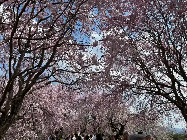 大神神社の{uncategorized: "未分類", other: "その他", undefined: "問題あり", building: "その他建物", grave: "お墓", sacred_gate: "鳥居", guardian: "狛犬", statue: "像", buddha: "仏像", history: "歴史", nature: "自然", garden: "庭園", animal: "動物", pagoda: "塔", temizu: "手水舎", mountain_gate: "山門・神門", sanctuary: "本殿・本堂", subordinate: "末社・摂社", art: "芸術", scenery: "景色", jizo: "地蔵", ema: "絵馬", goshuin: "御朱印", omikuji: "おみくじ", items: "授与品その他", amulet: "お守り", goshuincho: "御朱印帳", eats: "食事", festival: "お祭り", votive_dance: "神楽", shichigosan: "七五三参", wedding: "結婚式", experience: "体験その他", initially: "初詣", around: "周辺", anti_infection: "感染症対策"}