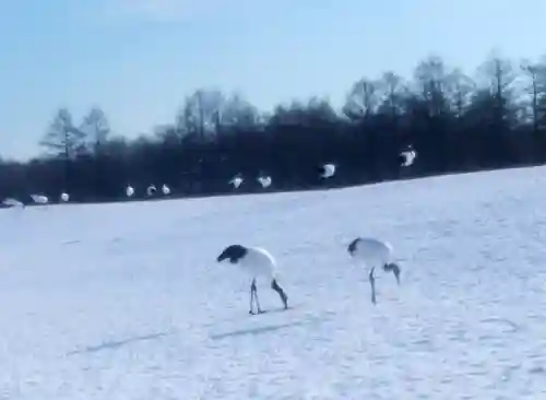 鶴居神社の動物