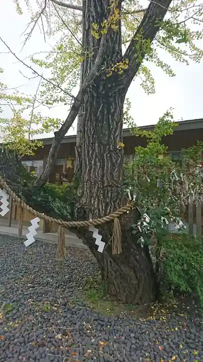 津島神社の自然